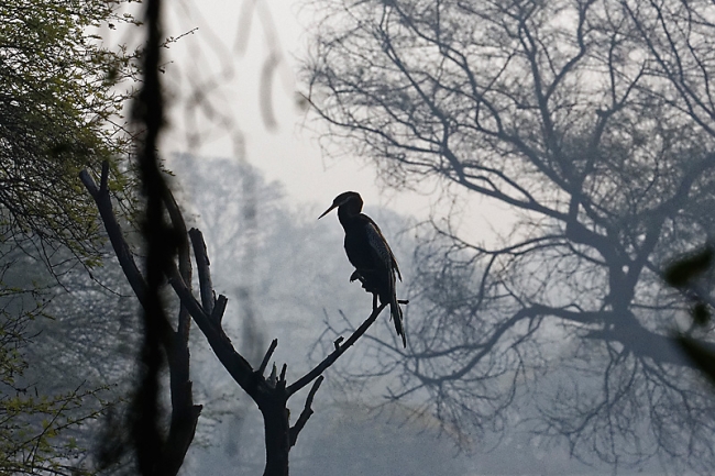 Keoladeo national park-074